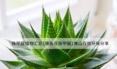 除甲醛植物匯總[哪些花除甲醛]佛山百悅環保分享